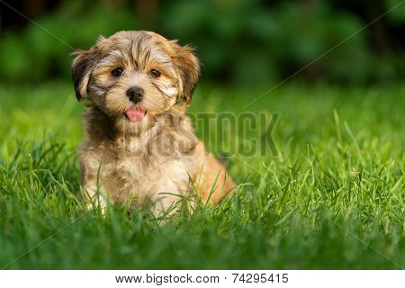 Happy Little Havanese Puppy Dog Is Sitting In The Grass