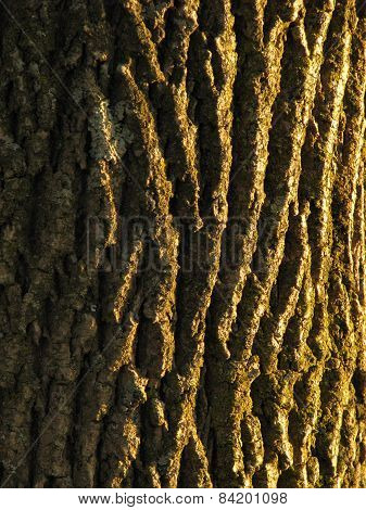 Tree bark