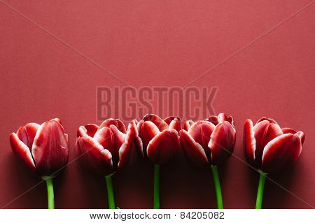 Marsala Colored Tulips