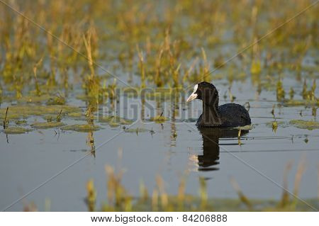 Common Coot