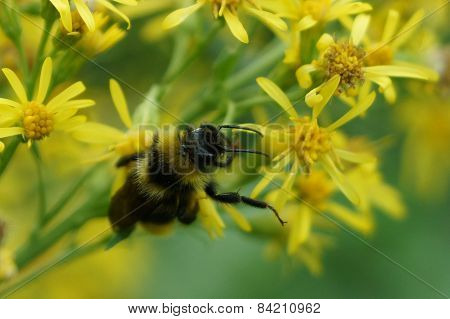 Bumble Bee And Flowers, Work