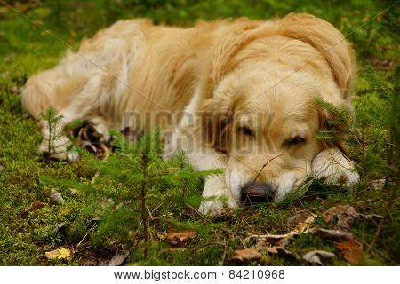 The Golden Retriever Is Sleeping In The Forest