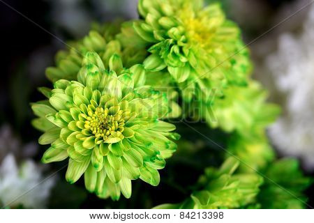 Green Chrysanthemum close up