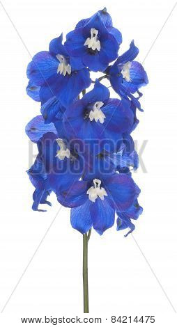 Delphinium
