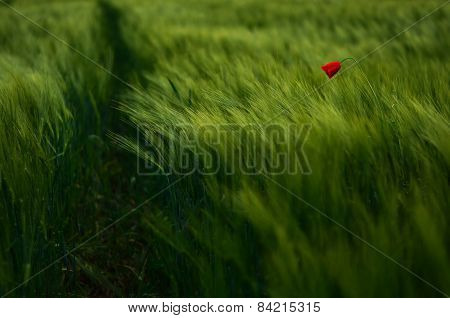 Red Poppy