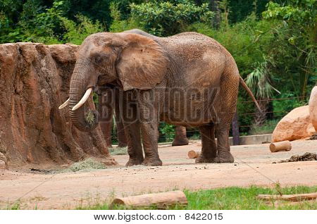 Mangiare erba elefante