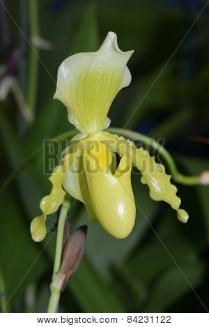Paphiopedilum Insigne X Primulinum
