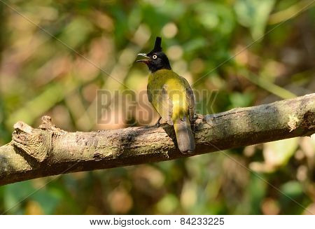 Black-crested Bulbul