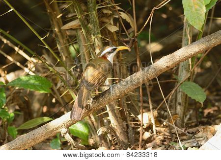 White-browed Scimitar-babbler (pomatorhinus Schisticeps)