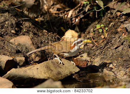 White-browed Scimitar-babbler (pomatorhinus Schisticeps)