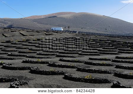 Vineyards At La Geria Valley, Lanzarote Island, Canary Islands, Spain