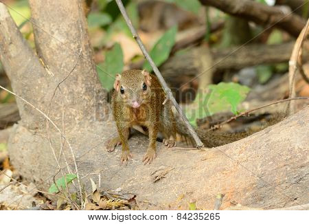 Northern Treeshrew