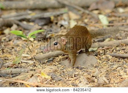 Northern Treeshrew