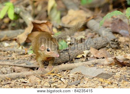 Northern Treeshrew