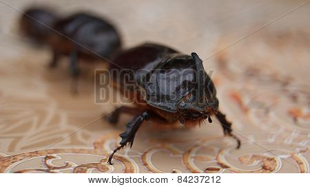 European Rhinoceros Beetle Group