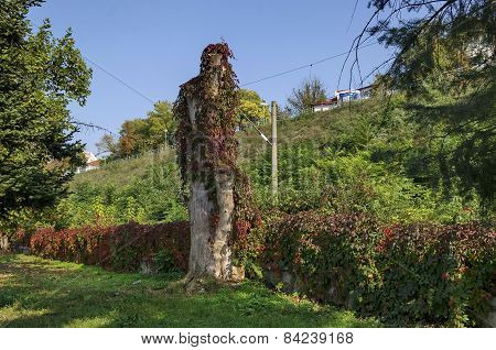 Trunk and fence overgrown with hedge in riverside park in Ruse town