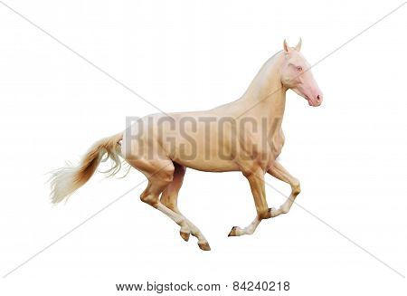 Perlino Horse Isolated On White
