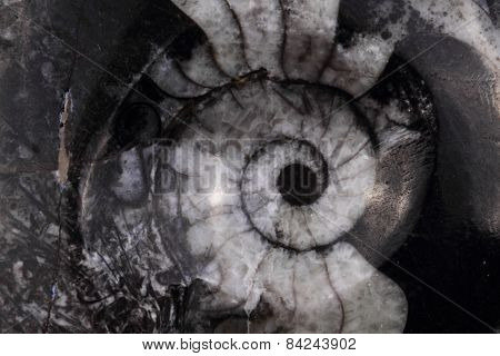 Abstract Amonite Background