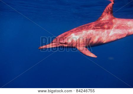 Dolphin Looks Friendly