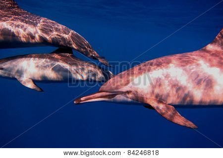 Dolphins While Diving In The Sea