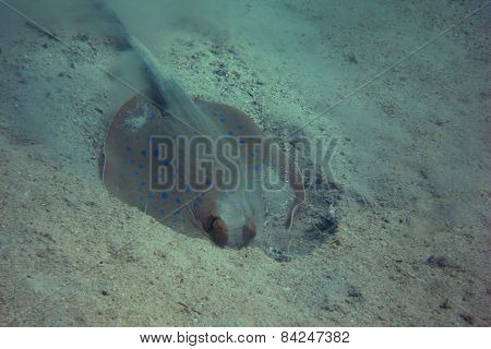 Blue Spotted Stingray Digging