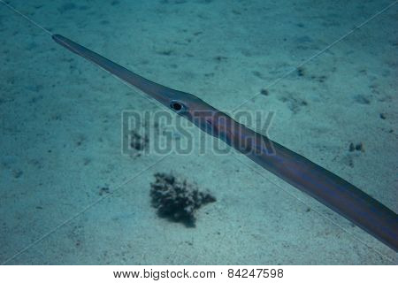 Flute Fish Close