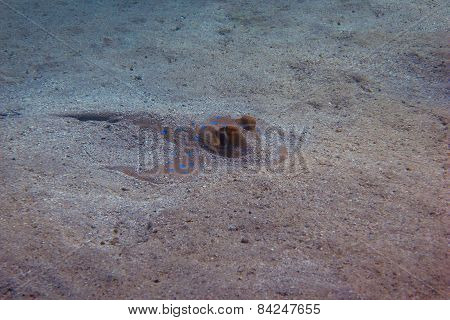 Stingray In The Sand