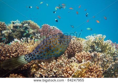 Hone Fish At Reef