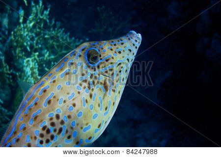 Hone Fish In Egypt
