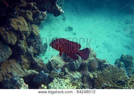 Jewels Grouper Fish