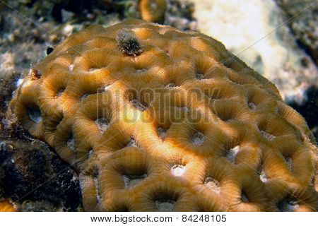 Yellow Big Coral
