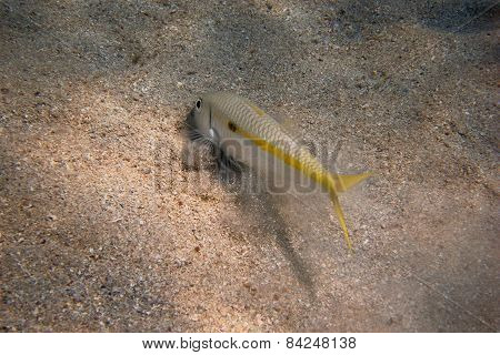 Yellow Mullet Fish On Seabed