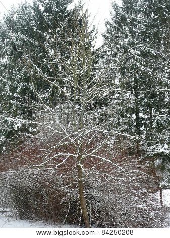 Wild Pear In winter