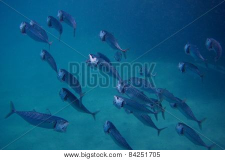 Big Mouth Mackerel