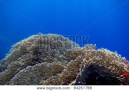 Coral