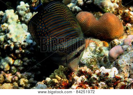 Indian Anglefish