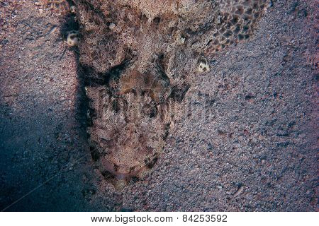 Crocodile Fish Detail