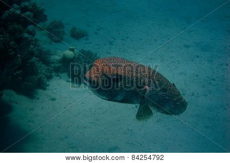 Giant Blowfish In The Ocean