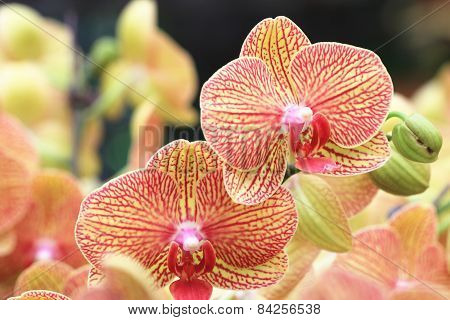 Phalaenopsis,Moth Orchid flowers