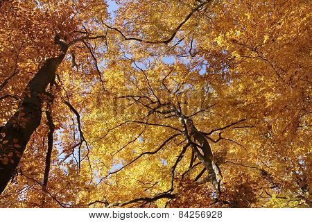 Autumnal Beech Forest