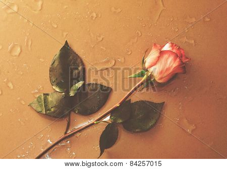 rose flower lying on water droped background