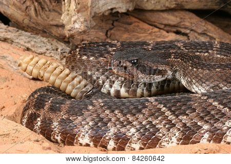 Southern Pacific Rattlesnake