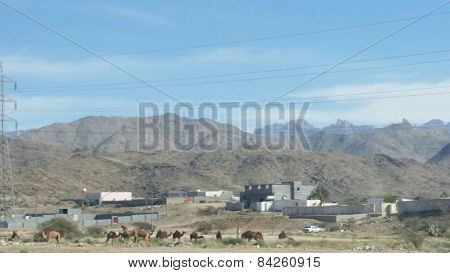 Camels in the desert