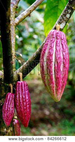 Cocoa Cacao pods on tree