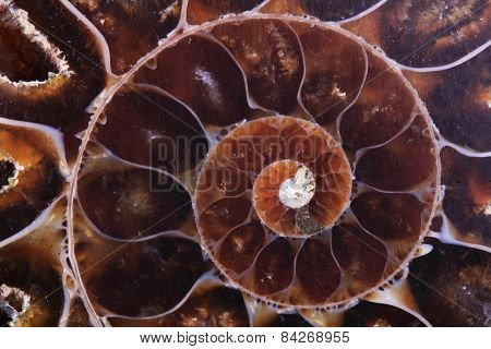 Ammonite Fossil Background