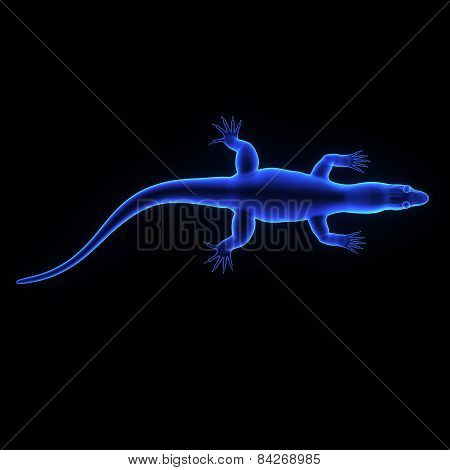 Varanus monitor