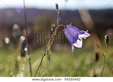 Bell Flower With Morning Dew