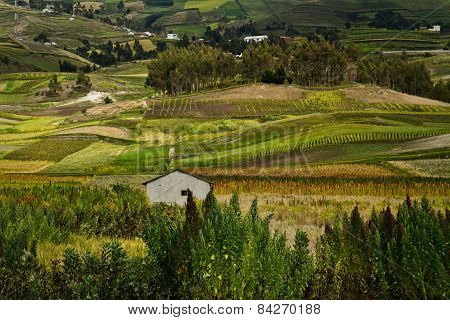 Quinoa crops plantations in Colta, Chimborazo province, Ecuador