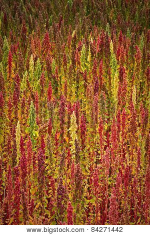 Quinoa plantations in Chimborazo, Ecuador
