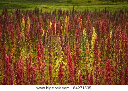 Quinoa plantations in Chimborazo, Ecuador